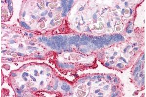 Anti-CTR1 antibody  ABIN960806 IHC staining of human placenta. (SLC31A1 antibody  (Internal Region))