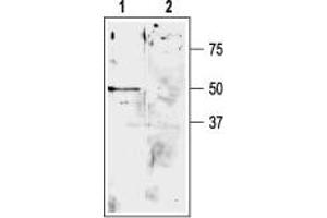 Western blot analysis of rat cerebellum lysate: - 1. (KCNK9 antibody  (Extracellular, P1 Loop))