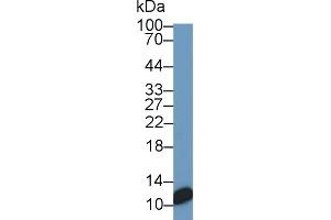 Detection of S100 in HT1080 cell lysate using Monoclonal Antibody to S100 Calcium Binding Protein (S100) (S100 Protein (S100) (AA 1-94) antibody)