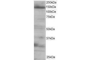 Image no. 2 for anti-Eukaryotic Translation Initiation Factor 4E Nuclear Import Factor 1 (EIF4ENIF1) (C-Term) antibody (ABIN374390) (EIF4ENIF1 antibody  (C-Term))