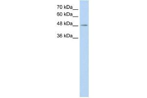 C9ORF127 antibody used at 0.