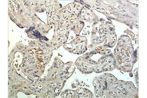 Immunohistochemistry (IHC) image for anti-Kallikrein-Related Peptidase 15 (KLK15) (AA 17-256) antibody (ABIN1983316) (Kallikrein 15 antibody  (AA 17-256))