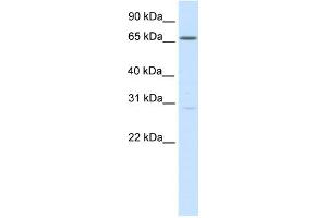 WB Suggested Anti-NFAT5 Antibody Titration:  0. (NFAT5 antibody  (Middle Region))