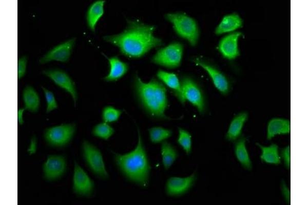 APC2 antibody  (AA 2011-2221)