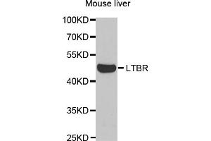 Western blot analysis of extracts of mouse liver, using LTBR antibody (ABIN5973087) at 1/1000 dilution. (LTBR antibody)