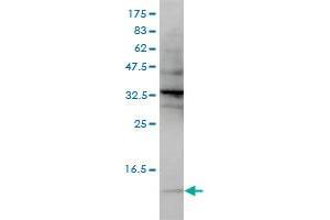 SNRPG monoclonal antibody (M01), clone 2H8-1C12 Western Blot analysis of SNRPG expression in Hela S3 NE . (SNRPG antibody  (AA 1-76))
