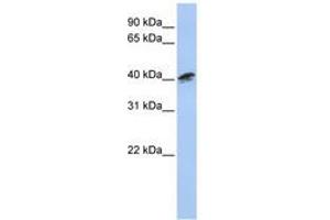 Image no. 1 for anti-Alpha Centractin (ACTR1A) (AA 216-265) antibody (ABIN6741446) (ACTR1A antibody  (AA 216-265))