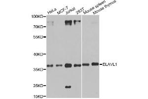 Western blot analysis of extracts of various cell lines, using ELAVL1 antibody (ABIN6292898) at 1:1000 dilution.