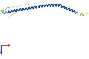 Coiled-Coil Domain Containing 182 (CCDC182) (AA 1-152) protein (His tag)