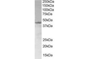 Image no. 1 for anti-SAM Domain, SH3 Domain and Nuclear Localization Signals, 1 (SAMSN1) (N-Term) antibody (ABIN374461) (SAMSN1 antibody  (N-Term))
