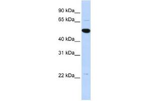 RP13-102H20. (ARHGAP36 antibody  (Middle Region))