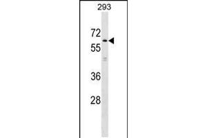 Western blot analysis in 293 cell line lysates (35ug/lane). (KLHL2 antibody  (N-Term))