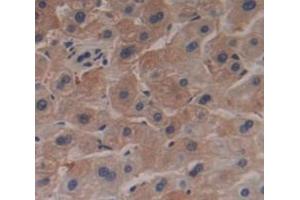 Used in DAB staining on fromalin fixed paraffin- embedded Kidney tissue (RNASE9 antibody  (AA 28-210))
