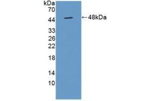 Detection of Recombinant TUFT, Mouse using Polyclonal Antibody to Tuftelin (TUFT) (TUFT1 antibody  (AA 1-390))