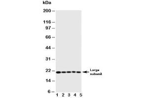Western blot testing of Caspase-4 antibody and Lane 1:  MCF-7 (Caspase 4 antibody  (AA 104-124))