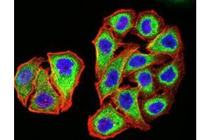 Immunofluorescence analysis of MCF-7 cells using PSMC3 mouse mAb (green). (PSMC3 antibody  (AA 53-152))