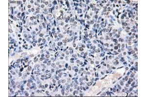 Image no. 8 for anti-P450 (Cytochrome) Oxidoreductase (POR) antibody (ABIN1497743) (POR antibody)