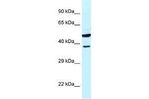 WB Suggested Anti-HOMER3 Antibody Titration: 1. (HOMER3 antibody  (N-Term))