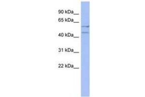Image no. 1 for anti-Deleted In Azoospermia 4 (DAZ4) (AA 179-228) antibody (ABIN6742960)