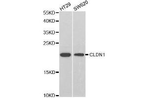 Western blot analysis of extracts of various cell lines, using CLDN1 antibody. (Claudin 1 antibody  (AA 1-211))