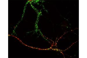 Indirect immunostaining of hippocampus neurons with anti-GABA-A receptor α1 (dilution 1 : 500; red) and rabbit anti-synapsin 1/2 (, dilution: 1:500; green). (GABRA1 antibody  (N-Term))