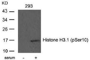 Image no. 4 for anti-Histone H3.1 (HIST1H3B) (pSer10) antibody (ABIN196922) (Histone H3.1 antibody  (pSer10))