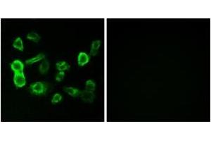 Immunofluorescence analysis of MCF7 cells, using OR5P2 Antibody. (OR5P2 antibody  (AA 193-242))