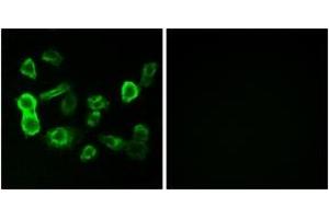 Immunofluorescence analysis of MCF7 cells, using OR5P2 Antibody. (OR5P2 antibody  (AA 193-242))
