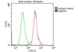 Overlay histogram showing Ntera-2 cells stained with ABIN7155816 (red line) at 1:250. (Nanog antibody  (AA 1-305))