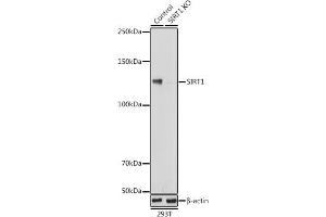 Western blot analysis of extracts from normal (control) and SIRT1 knockout (KO) 293T cells, using SIRT1 antibody (ABIN7270322) at 1:1000 dilution. (SIRT1 antibody)
