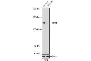 Western blot analysis of extracts from normal (control) and SIRT1 knockout (KO) 293T cells, using SIRT1 antibody (ABIN7270322) at 1:1000 dilution.