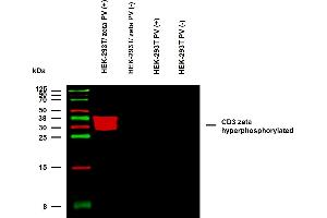 Anti-Hu CD3 zeta (pY142) Purified (clone EM-54) specificity verification by WB. (CD247 antibody  (pTyr142))