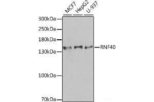 Western blot analysis of extracts of various cell lines using RNF40 Polyclonal Antibody at dilution of 1:1000. (RNF40 antibody)