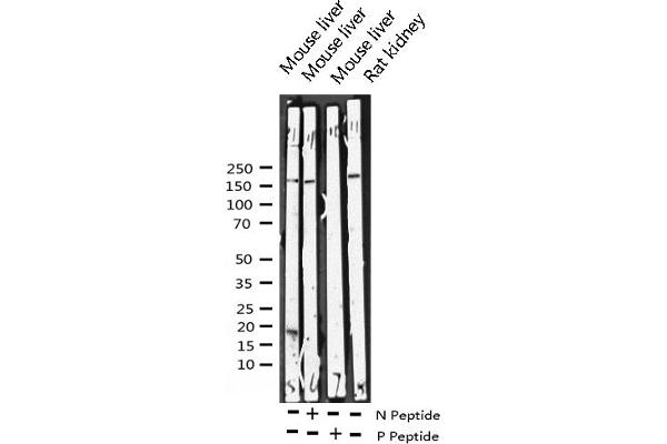 ERBB4 antibody  (pTyr1284)