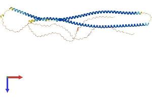 AlphaFold protein structure predicition of Mouse Recombinant Krt85 Protein, UniprotID Q9Z2T6