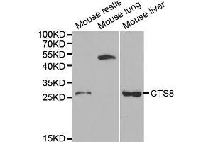 Western blot analysis of extracts of various cell lines, using CST8 antibody (ABIN5970566) at 1/1000 dilution. (CST8 antibody)