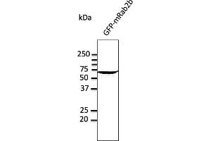 Western Blotting (WB) image for anti-RAB2A, Member RAS Oncogene Family (RAB2A) (C-Term) antibody (ABIN1440022) (RAB2A antibody  (C-Term))