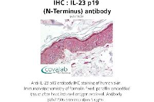Image no. 1 for anti-Interleukin 23, alpha subunit p19 (IL23A) antibody (ABIN1735879) (IL23A antibody)