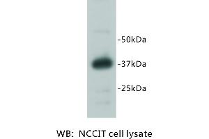 Image no. 1 for anti-RAS (RAD and GEM)-Like GTP Binding 2 (REM2) antibody (ABIN1112927) (REM2 antibody)