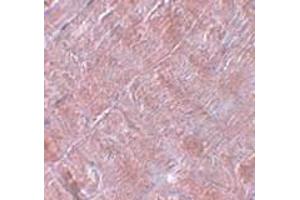 Immunohistochemistry (IHC) image for anti-RAN Binding Protein 10 (RANBP10) (Middle Region) antibody (ABIN1031052) (RANBP10 antibody  (Middle Region))