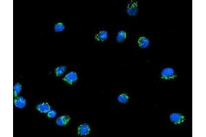 IF analysis of Giantin/GOLGB1 using anti-Giantin/GOLGB1 antibody (ABIN7600139). (Golgin B1 (GOLGB1) (AA 153-950) antibody)