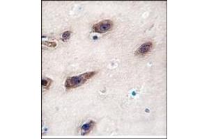 Image no. 1 for anti-Syntaxin 3 (STX3) (Middle Region) antibody (ABIN357986) (STX3 antibody  (Middle Region))