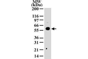 Western blot analysis of HDAC1 in 293 cell lysate with HDAC1 polyclonal antibody  . (HDAC1 antibody  (AA 1-5))