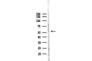 Western blot analysis of lysates from K562 cells(heat-shock 45 min treatment), using FbxL7 Antibody at 1/1000 dilution.