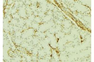 ABIN6277664 at 1/100 staining Mouse kidney tissue by IHC-P. (PGRMC1 antibody  (C-Term))