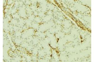 ABIN6277664 at 1/100 staining Mouse kidney tissue by IHC-P.