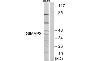 Western blot analysis of extracts from HT-29 cells, using GIMAP2 antibody. (GIMAP2 antibody  (Internal Region))