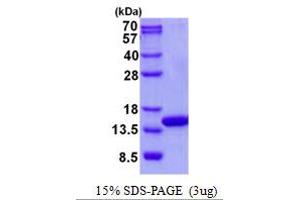 Image no. 1 for Cytochrome C Oxidase Subunit Va (COX5A) protein (His tag) (ABIN1098496)