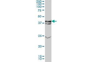 Western Blotting (WB) image for anti-Mitogen-Activated Protein Kinase 3 (MAPK3) (AA 279-379) antibody (ABIN562406)