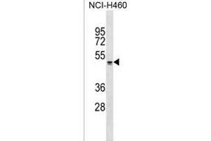 QRFPR Antibody (Center) (ABIN1537949 and ABIN2849608) western blot analysis in NCI- cell line lysates (35 μg/lane). (QRFPR antibody  (AA 172-198))